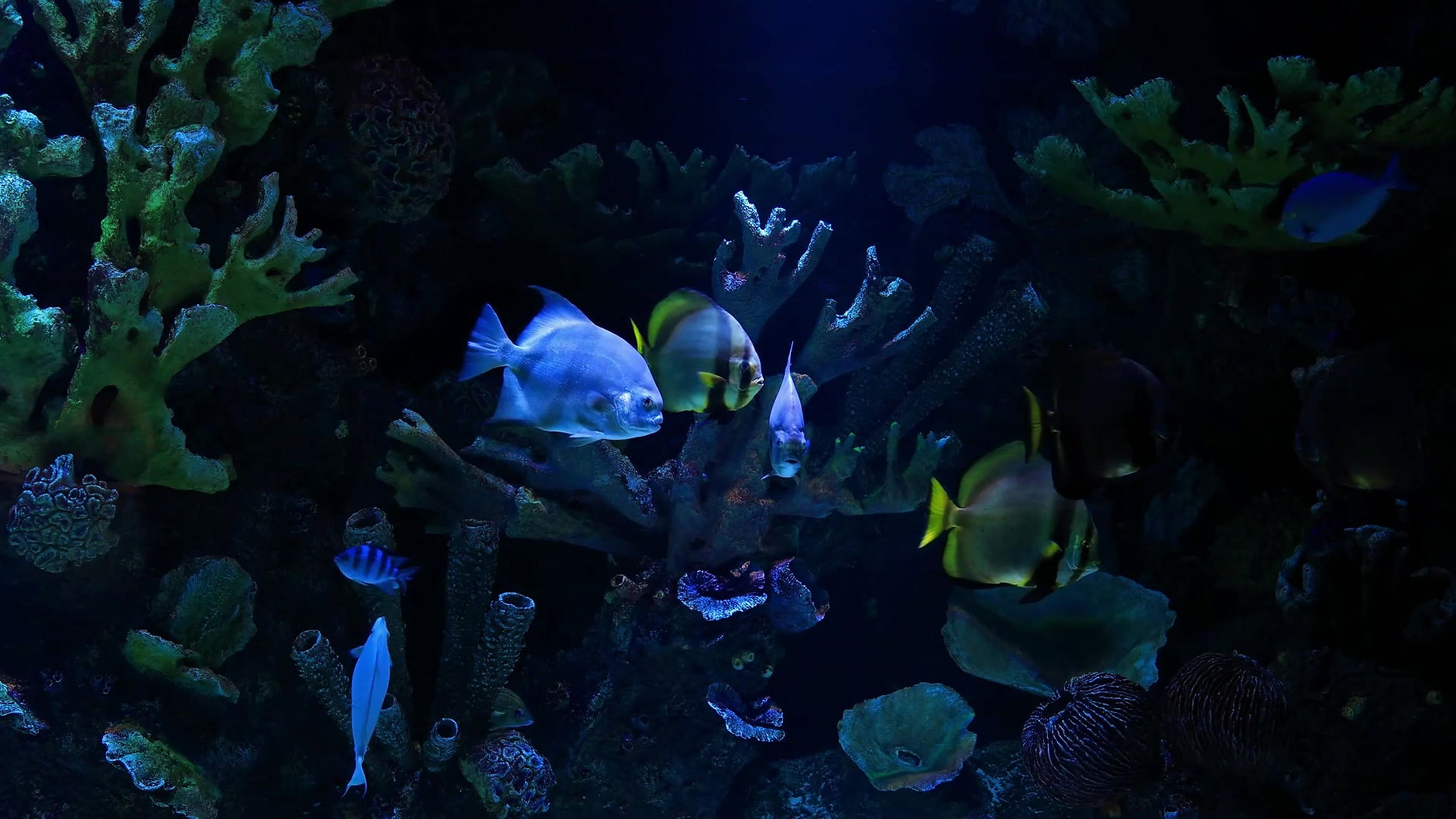 Vie sous-marine nocturne dans une table basse aquarium